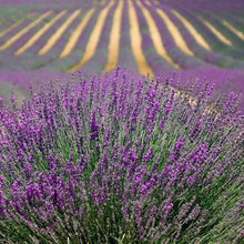 Load image into Gallery viewer, 100% Pure Lavender Essential Oil
